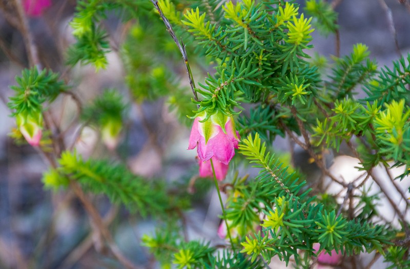 Darwinia leiostyla photo 4