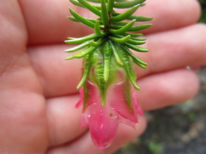 Darwinia leiostyla photo 5