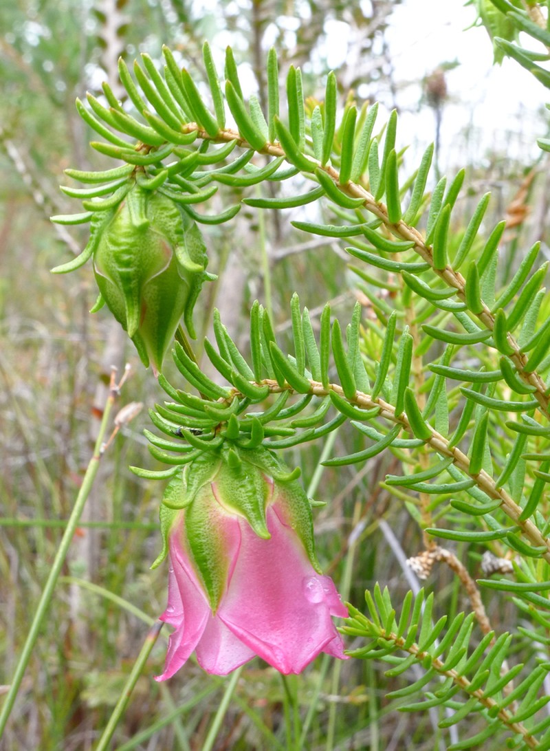 Darwinia leiostyla photo 6