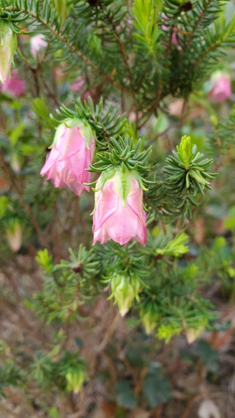 Darwinia leiostyla photo 7