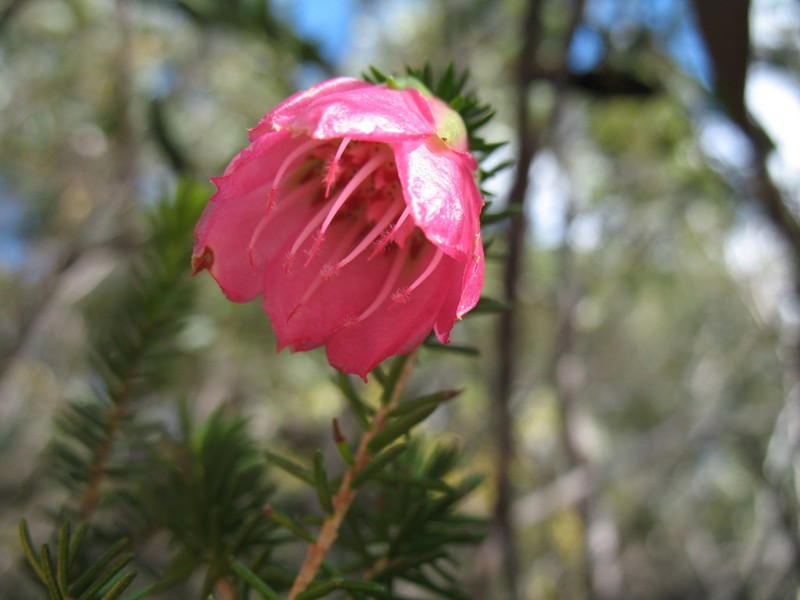 Darwinia leiostyla photo 8