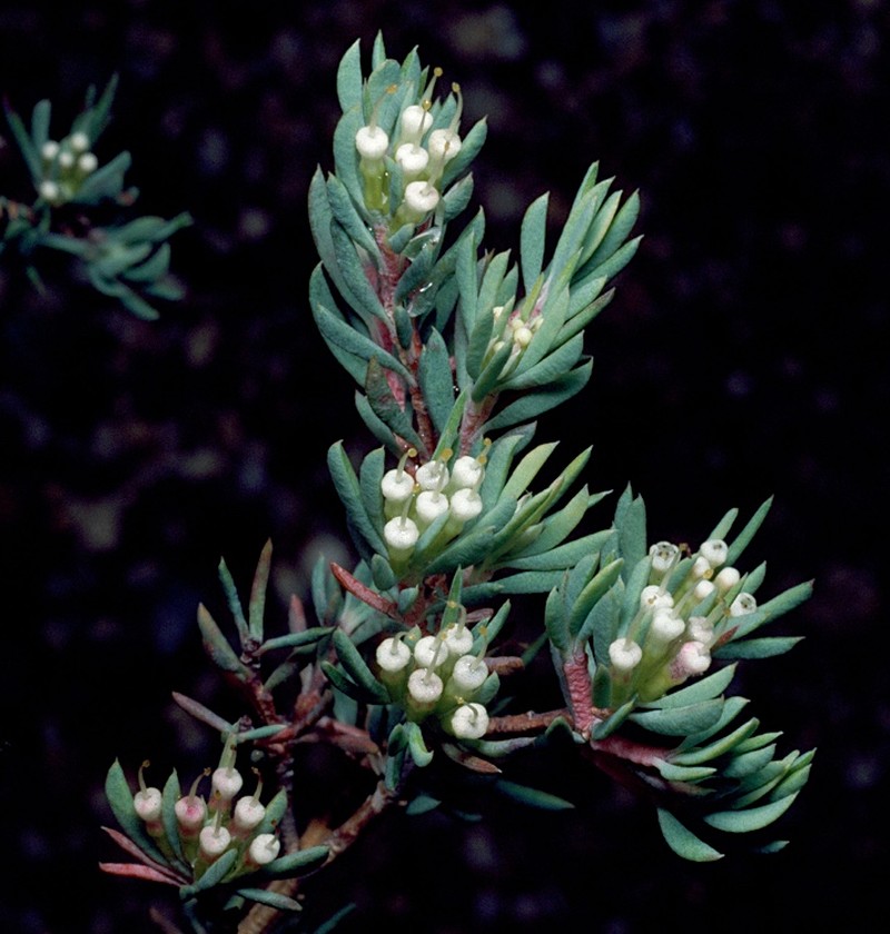 Darwinia leptantha