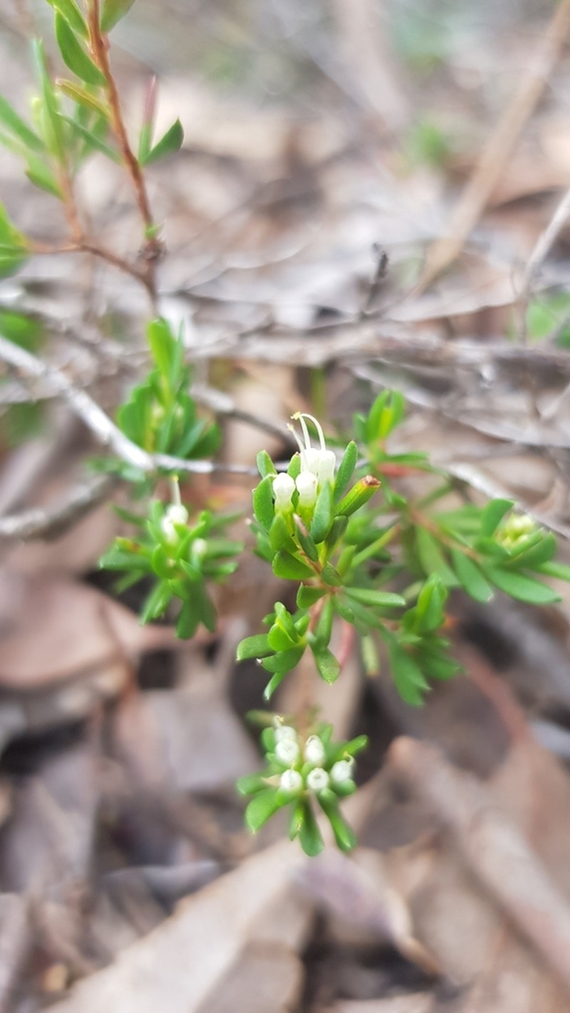 Darwinia leptantha photo 2