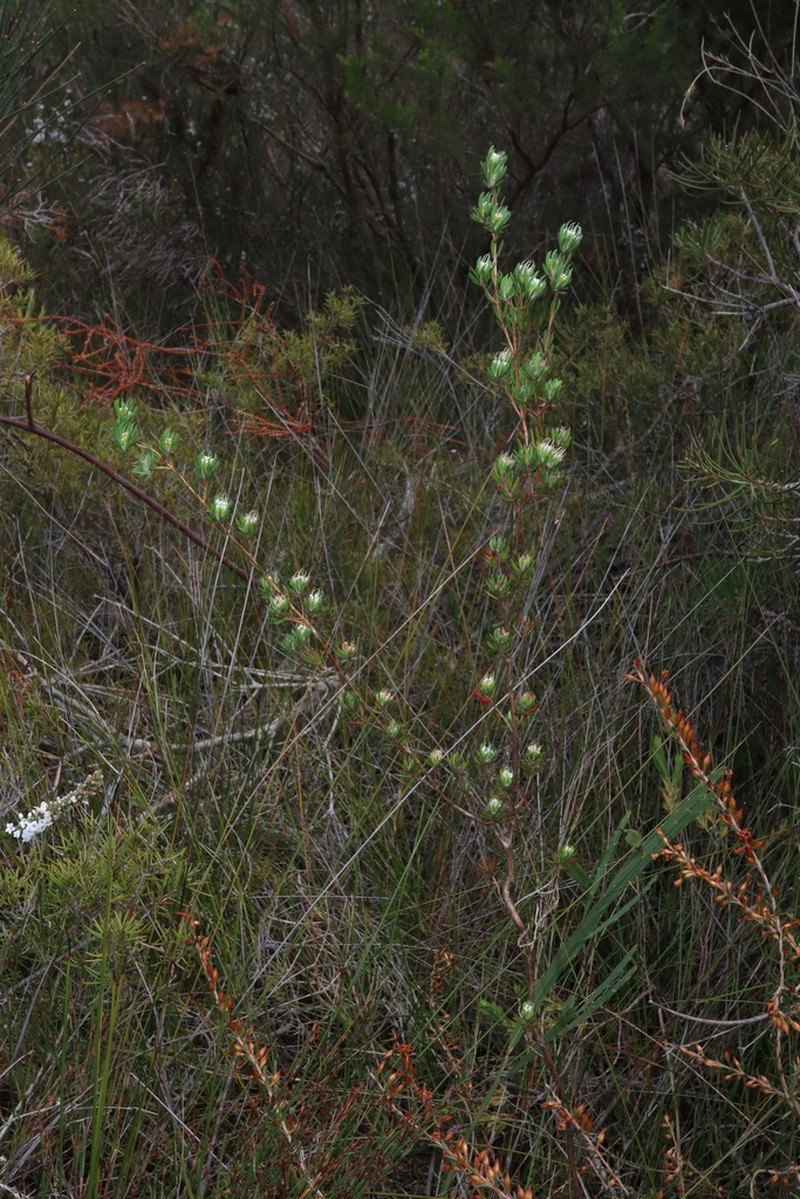Darwinia leptantha photo 3