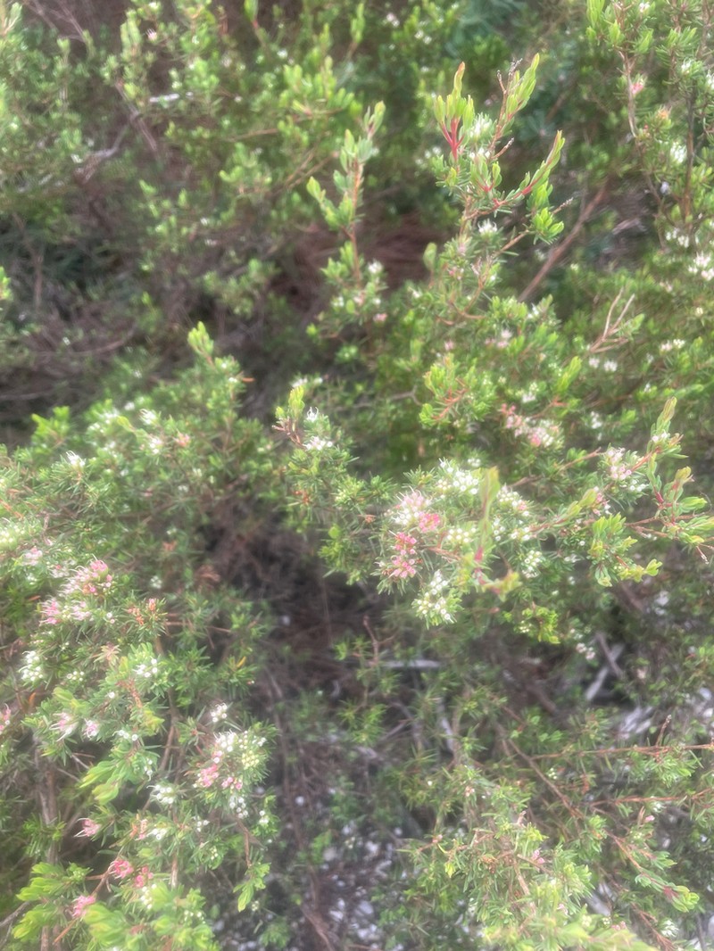 Darwinia leptantha photo 4
