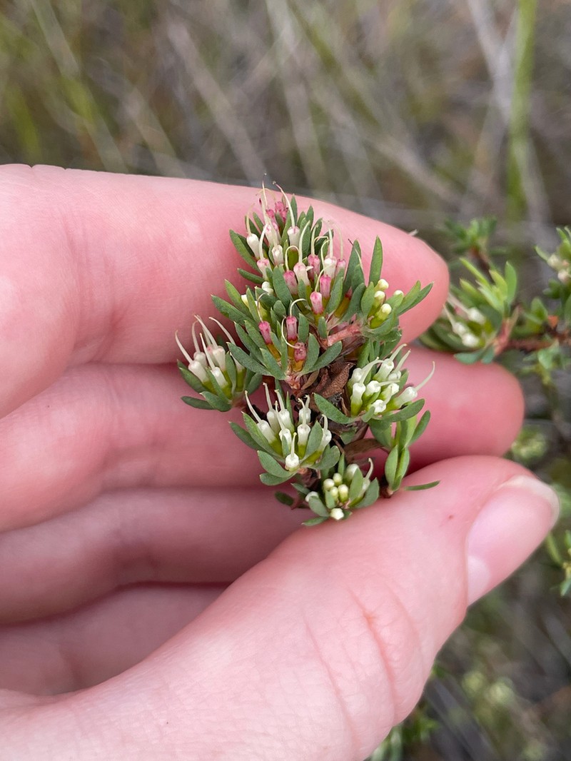 Darwinia leptantha photo 5