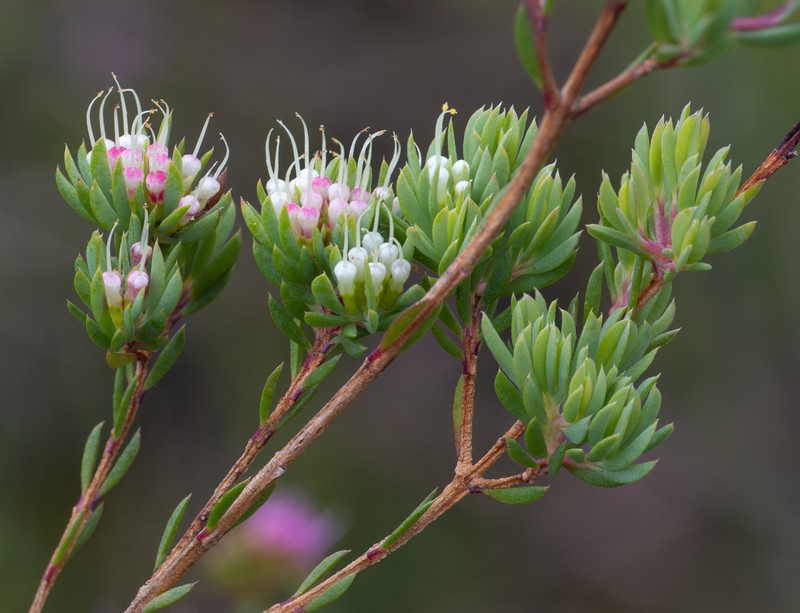 Darwinia leptantha photo 6