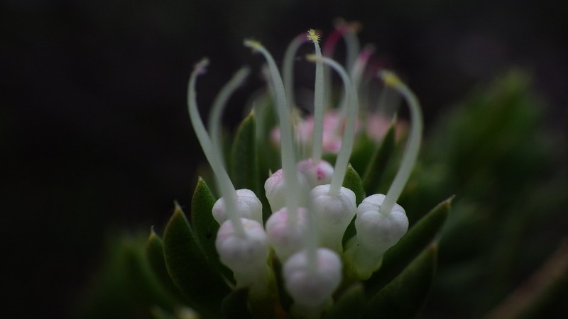 Darwinia leptantha photo 7