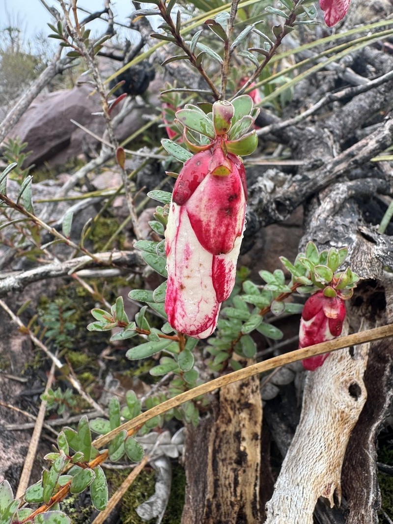 Darwinia macrostegia photo 3