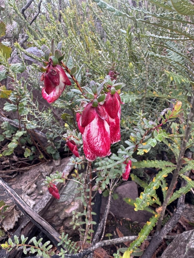 Darwinia macrostegia photo 4