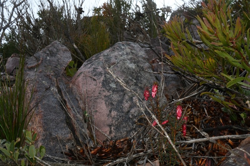 Darwinia macrostegia photo 5