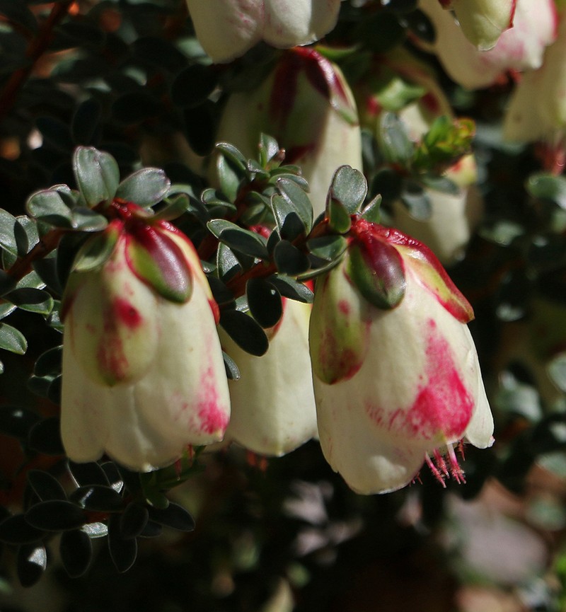 Darwinia macrostegia photo 6
