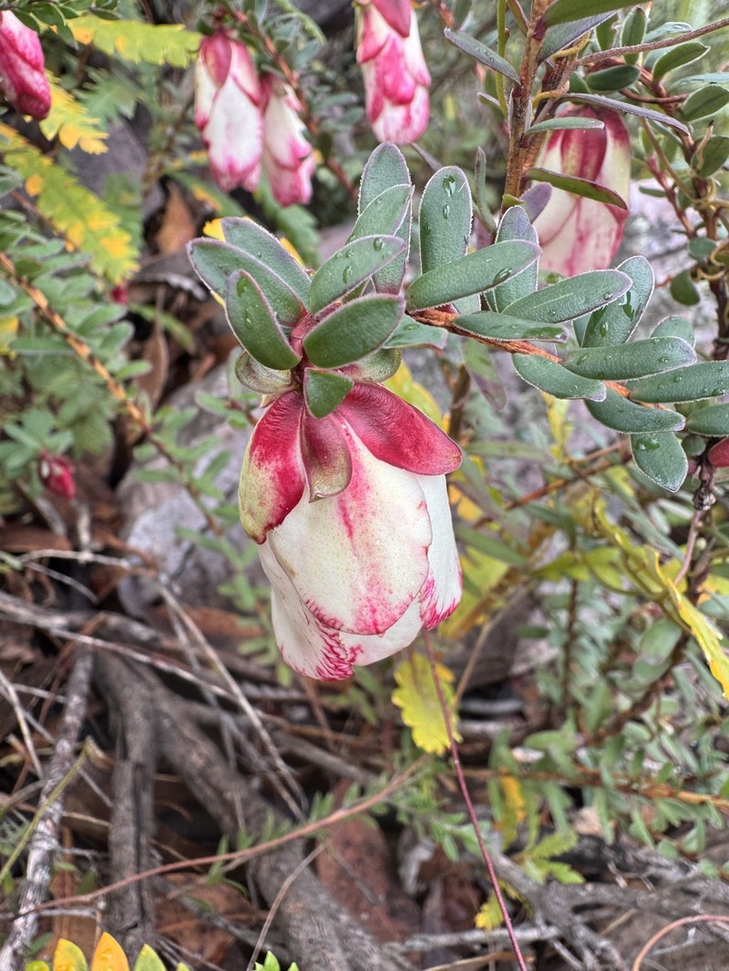 Darwinia macrostegia photo 7