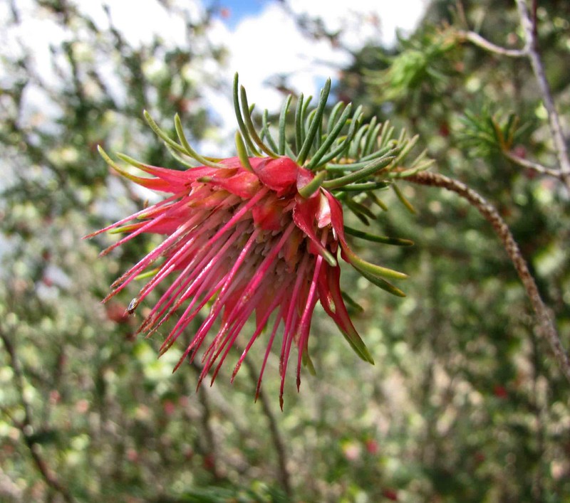 Darwinia masonii