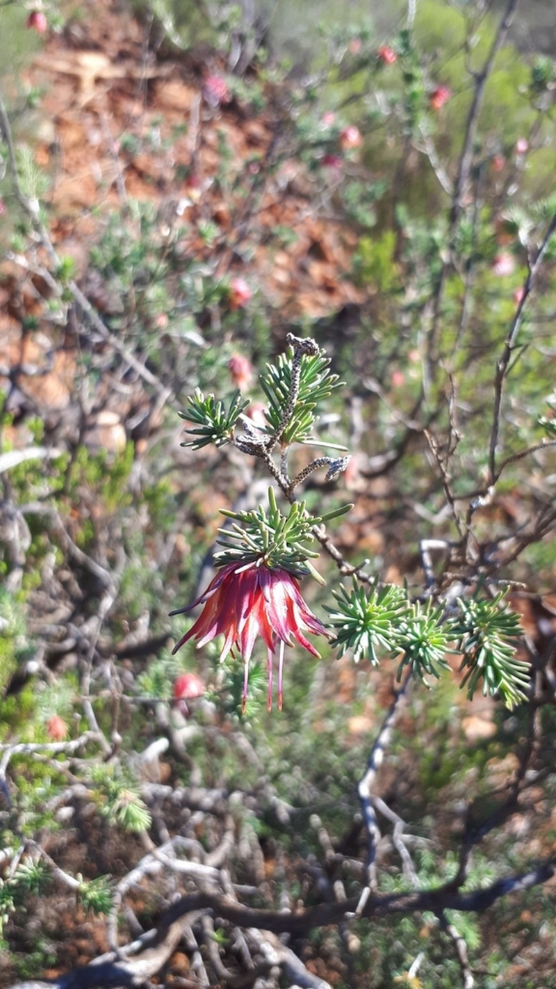 Darwinia masonii photo 2