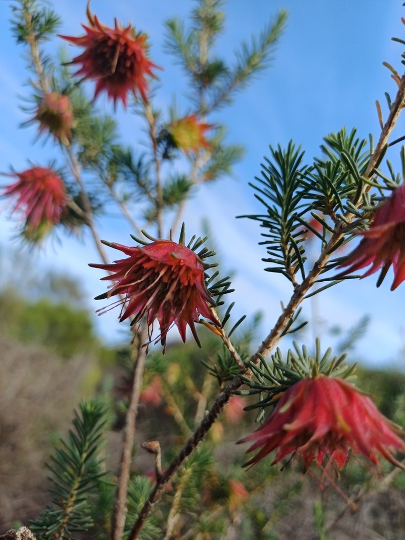 Darwinia masonii photo 3