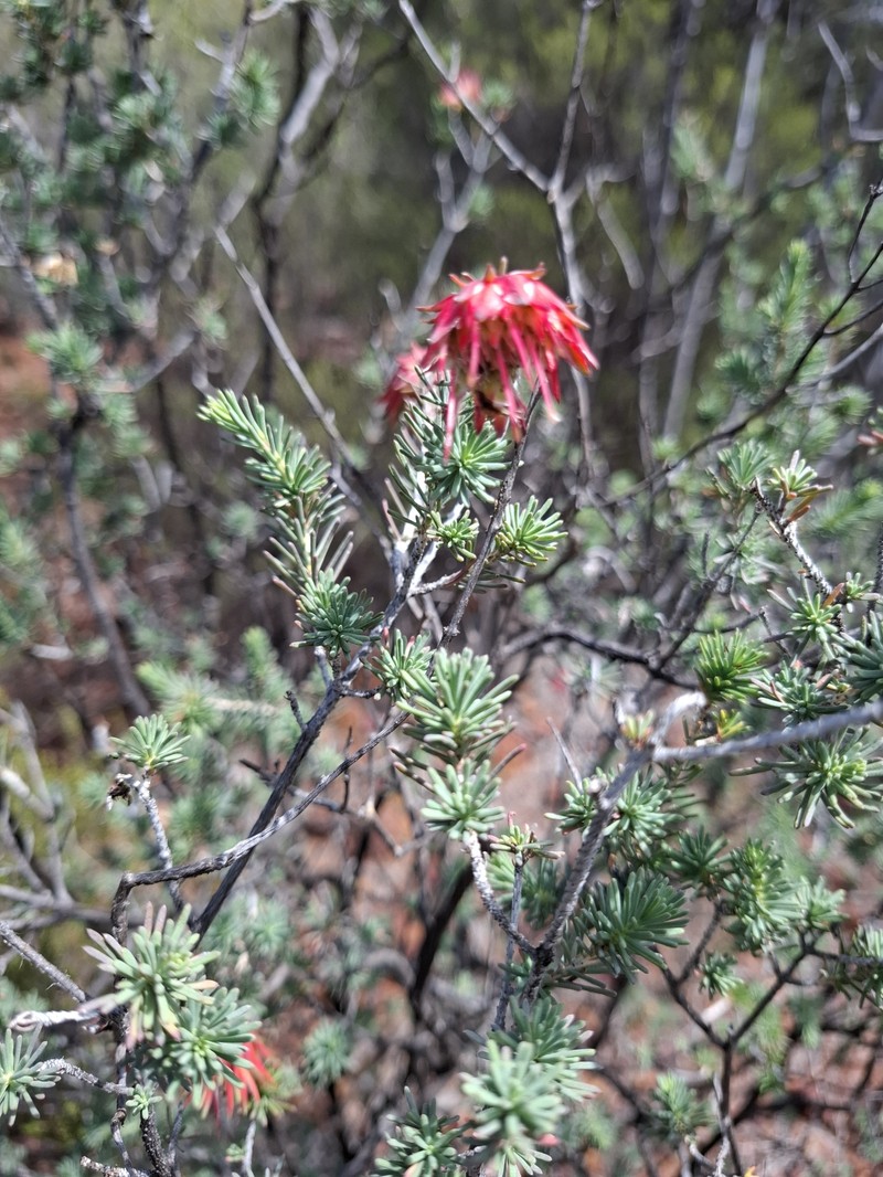 Darwinia masonii photo 5