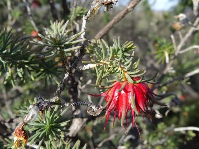 Darwinia masonii photo 7