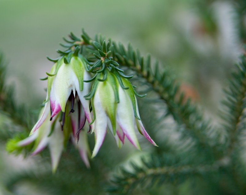 Darwinia meeboldii photo 2