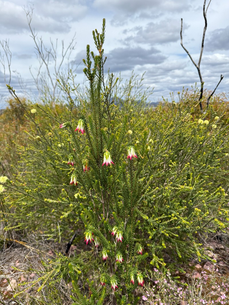 Darwinia meeboldii photo 3