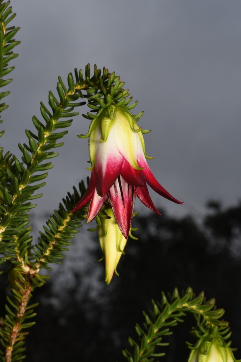 Darwinia meeboldii photo 4