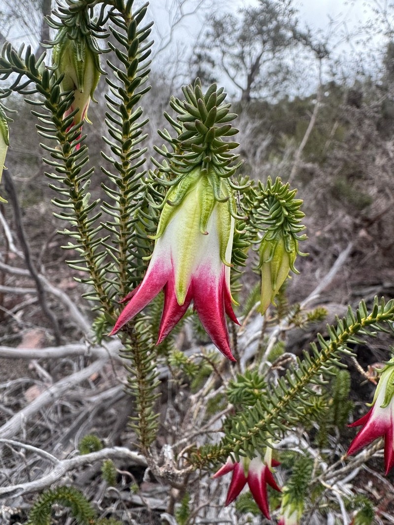 Darwinia meeboldii photo 5