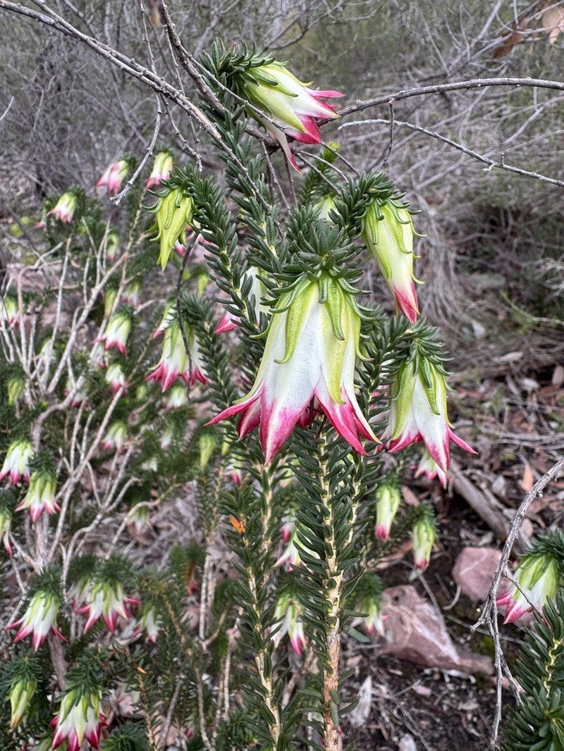 Darwinia meeboldii photo 6