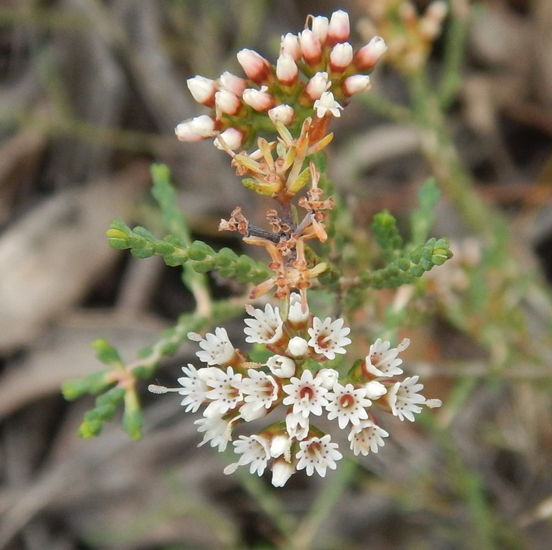 Darwinia micropetala