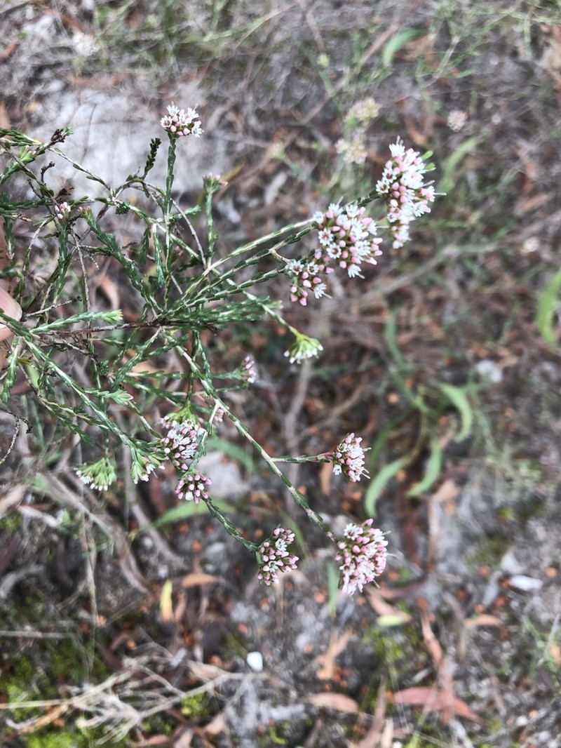 Darwinia micropetala photo 2