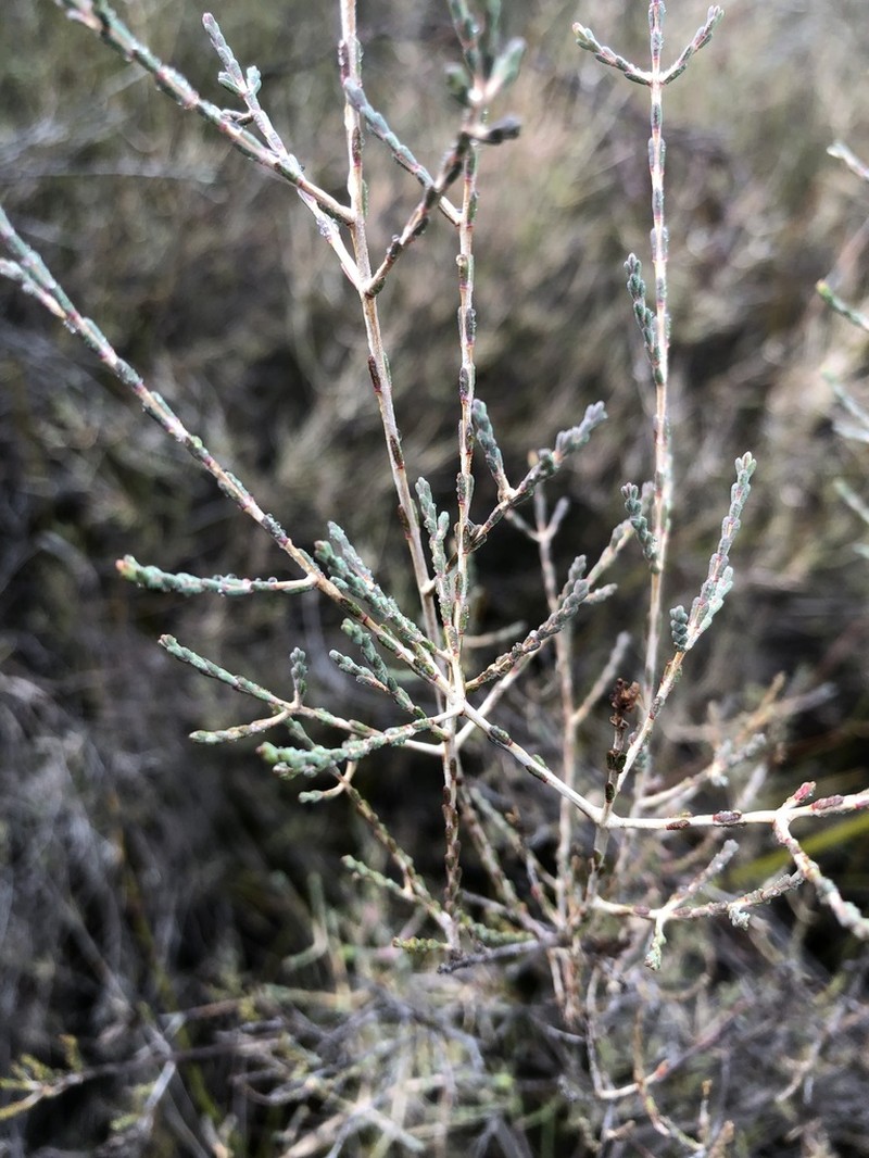 Darwinia micropetala photo 3