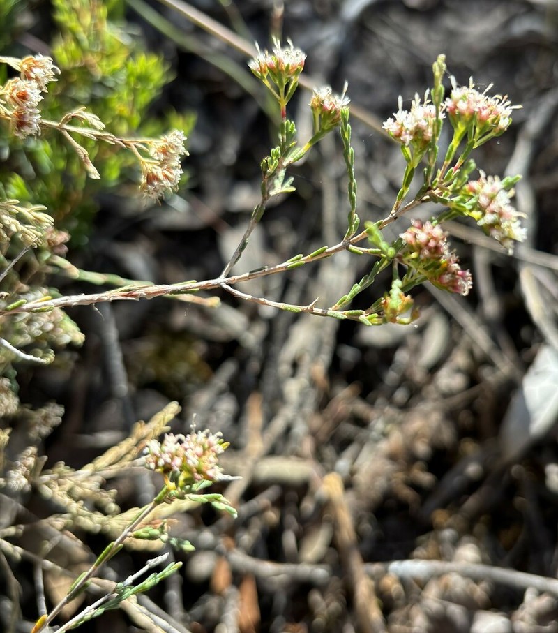 Darwinia micropetala photo 4