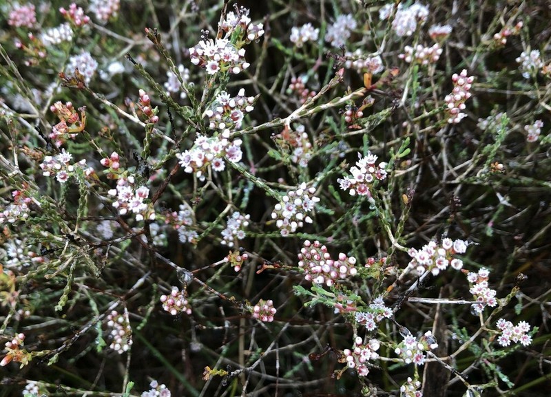 Darwinia micropetala photo 6