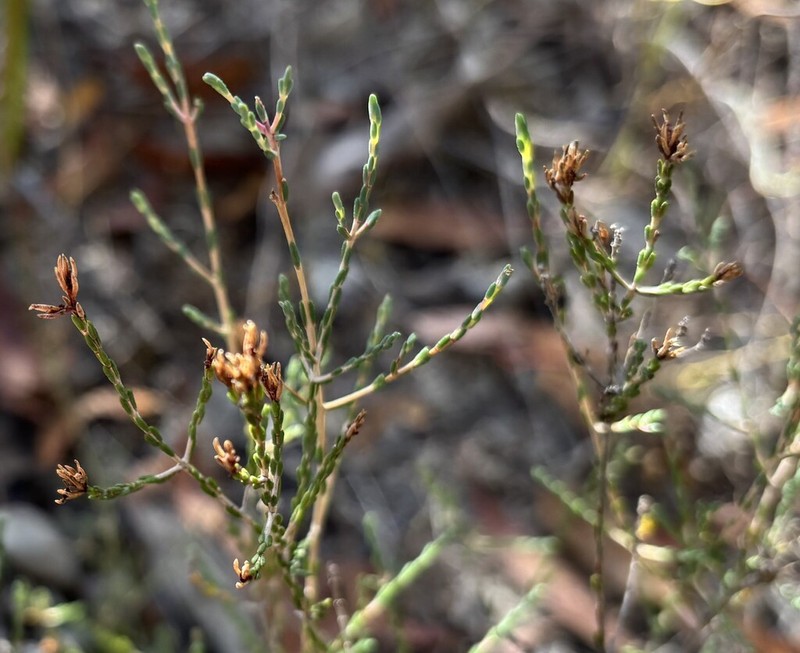 Darwinia micropetala photo 7