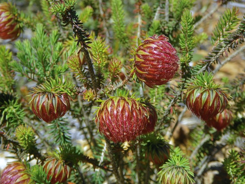 Darwinia neildiana photo 2