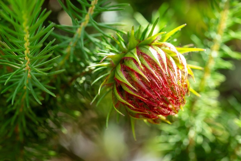 Darwinia neildiana photo 3