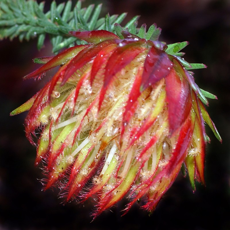 Darwinia neildiana photo 4