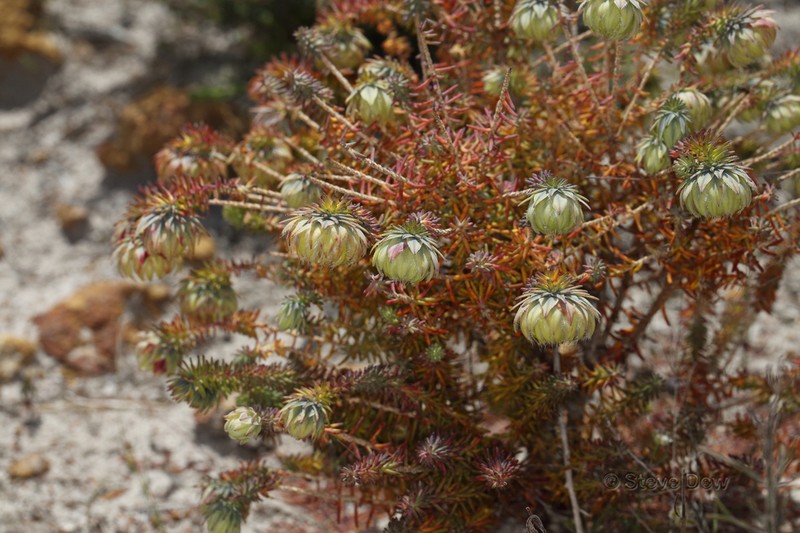 Darwinia neildiana photo 5