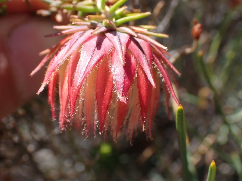 Darwinia neildiana photo 6