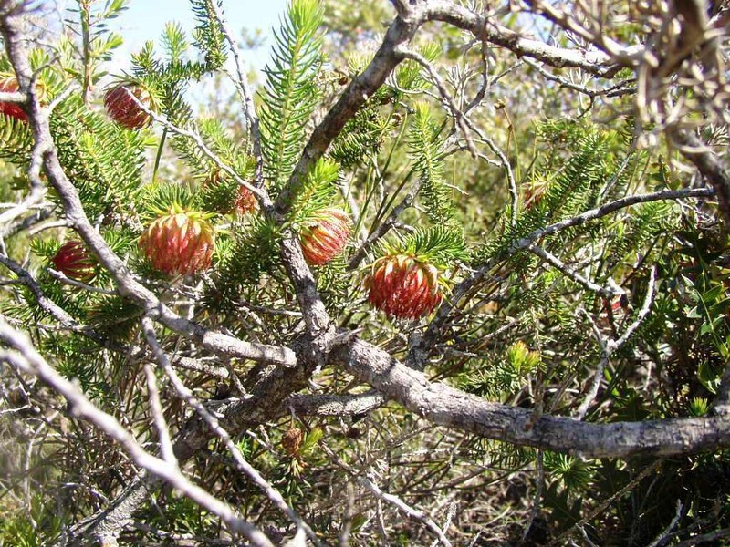 Darwinia neildiana photo 7