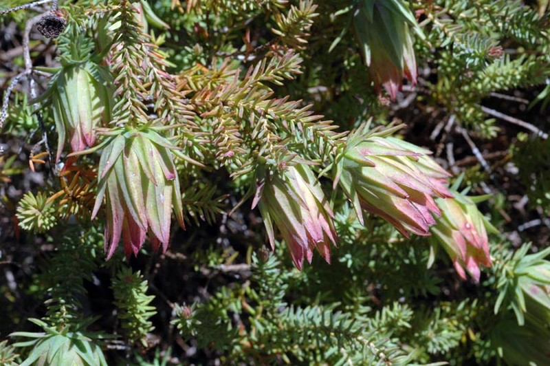 Darwinia oederoides