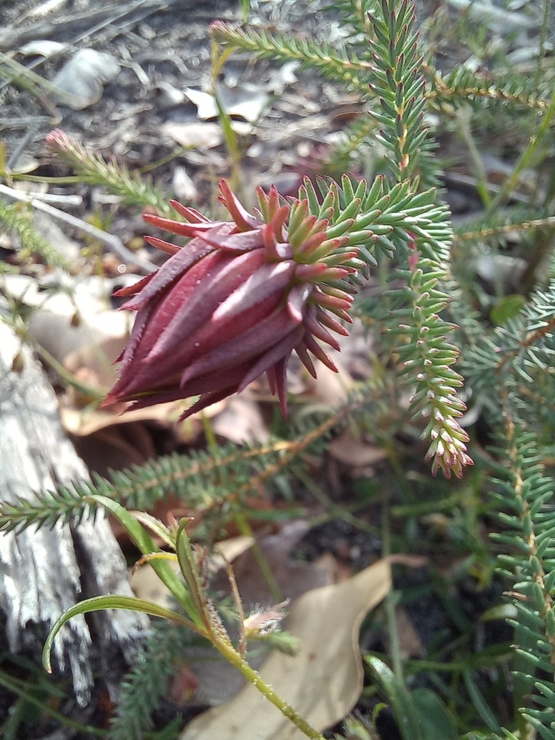 Darwinia oederoides photo 2