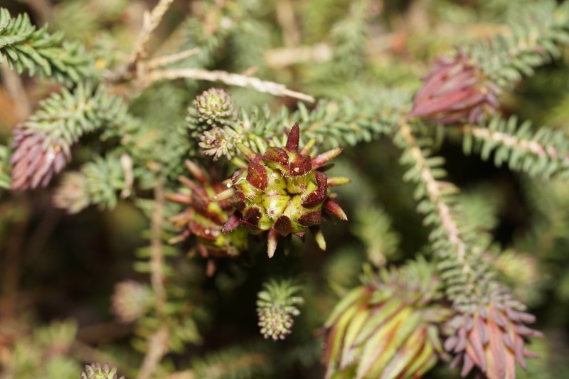 Darwinia oederoides photo 3