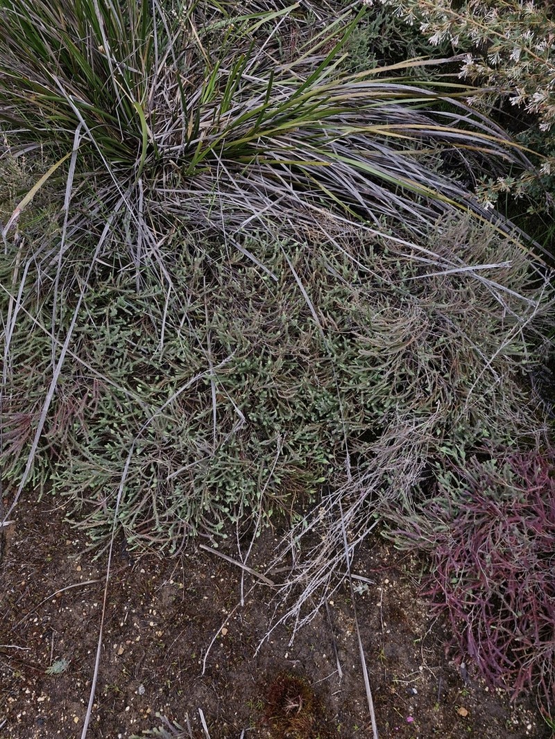 Darwinia oederoides photo 4