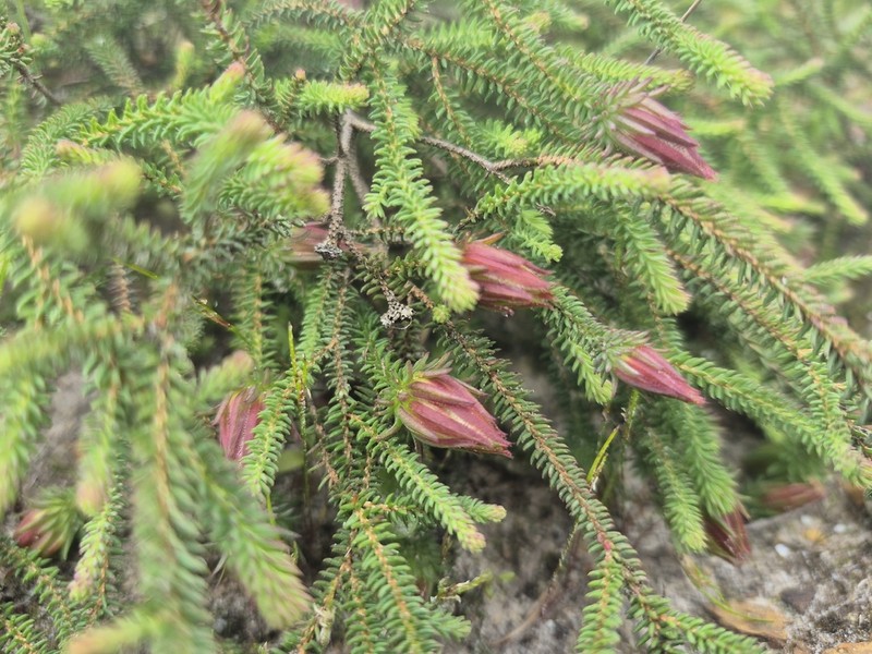 Darwinia oederoides photo 5