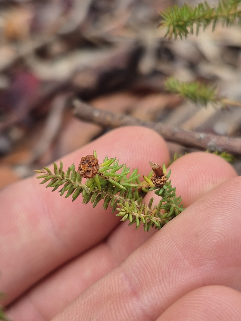 Darwinia oederoides photo 6