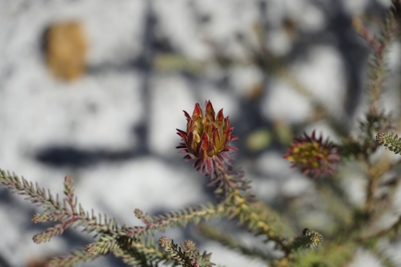 Darwinia oederoides photo 7