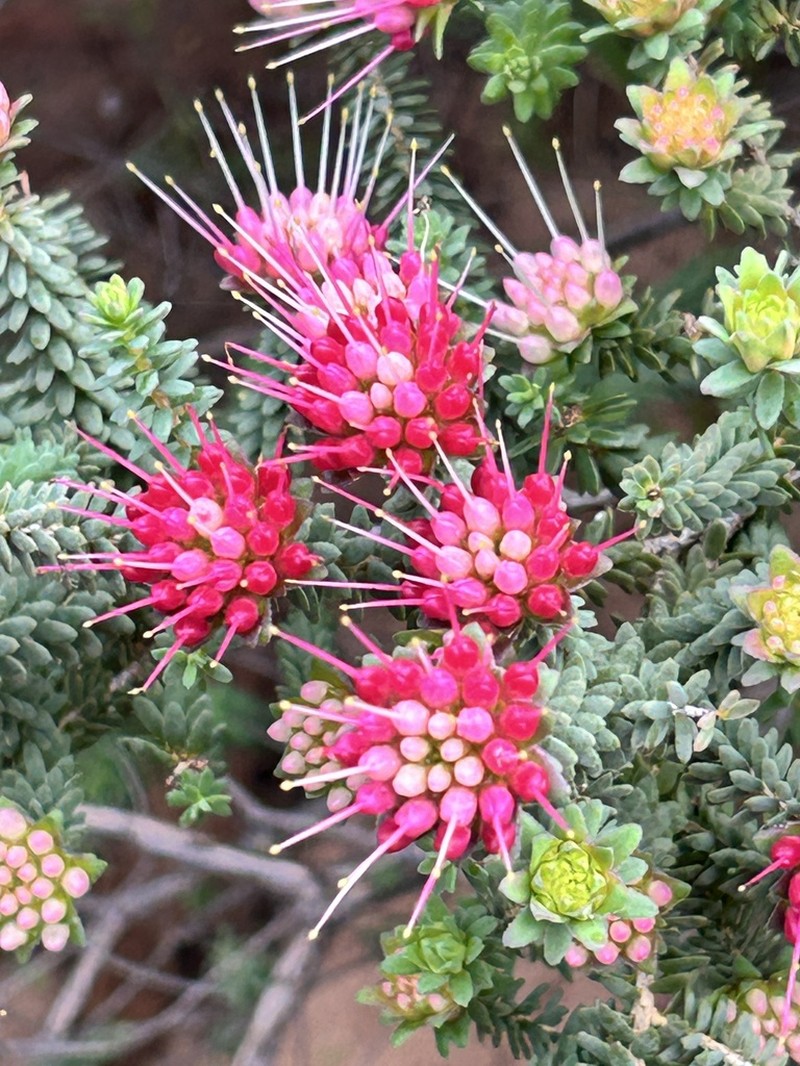 Darwinia oldfieldii photo 2