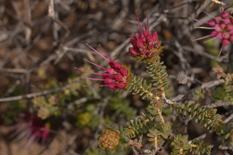 Darwinia oldfieldii photo 3
