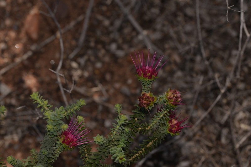 Darwinia oldfieldii photo 4