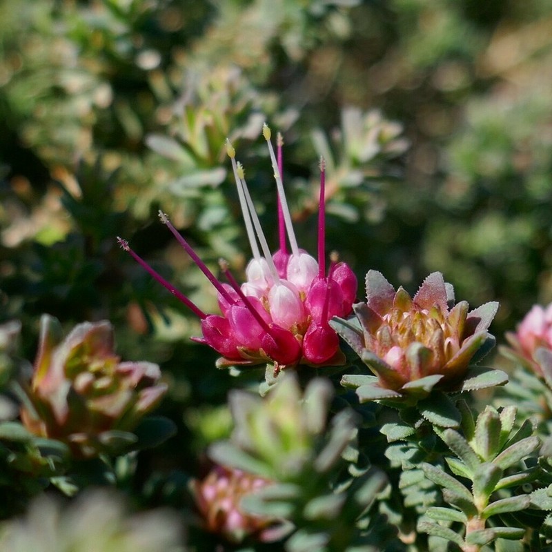 Darwinia oldfieldii photo 5